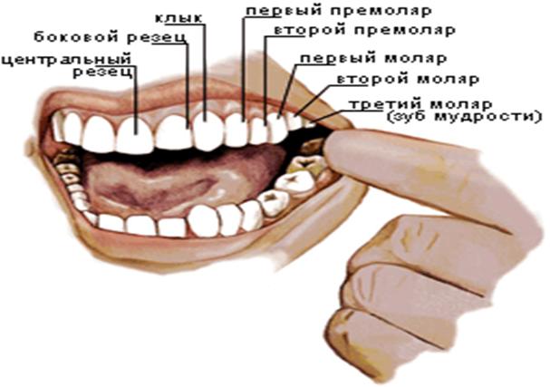 Коренные зубы